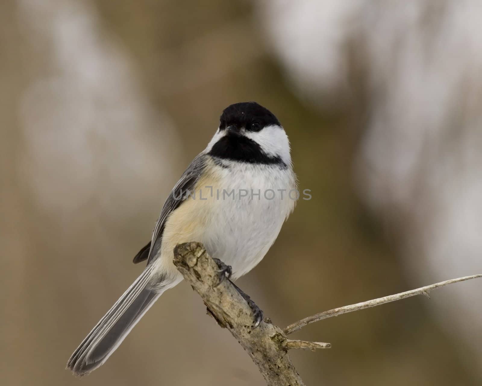 Black-capped chickadee perched on a branch.