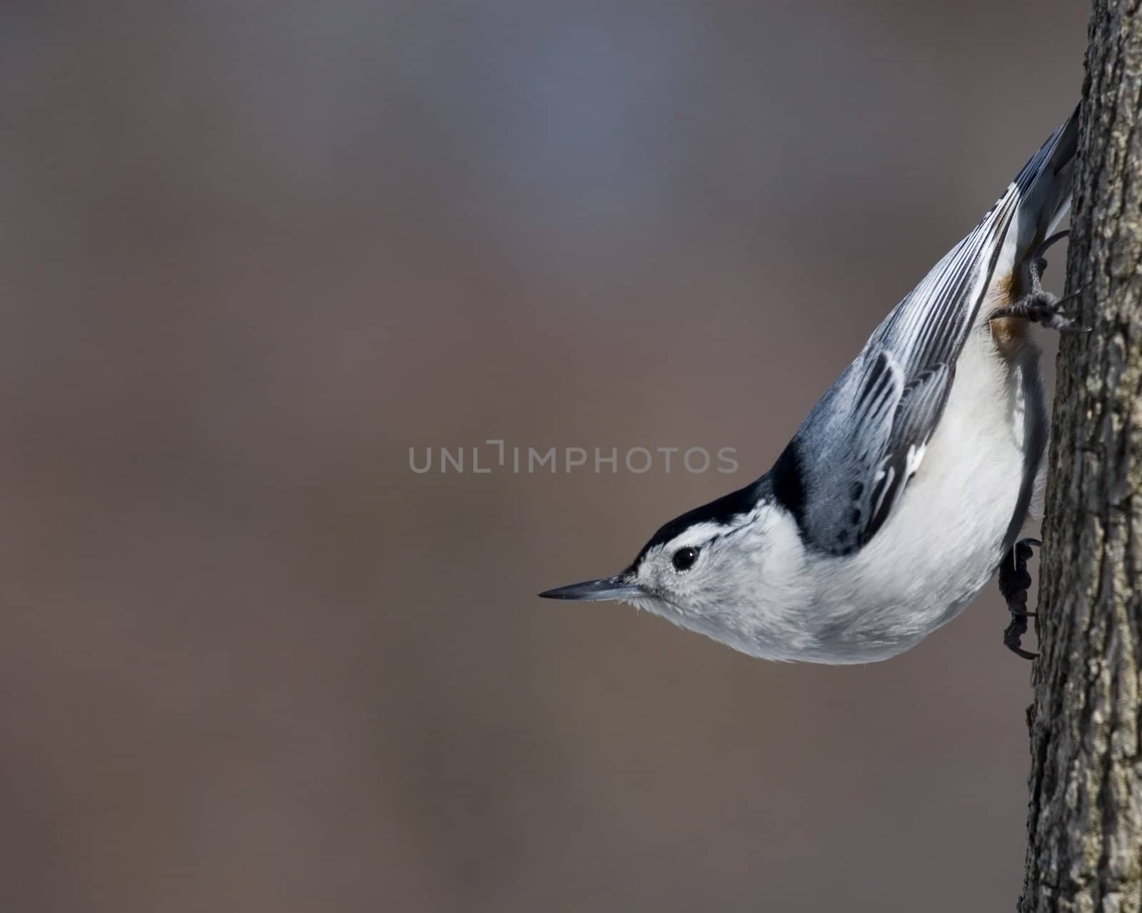 White-breasted Nuthatch (Sitta carolinensis) by brm1949