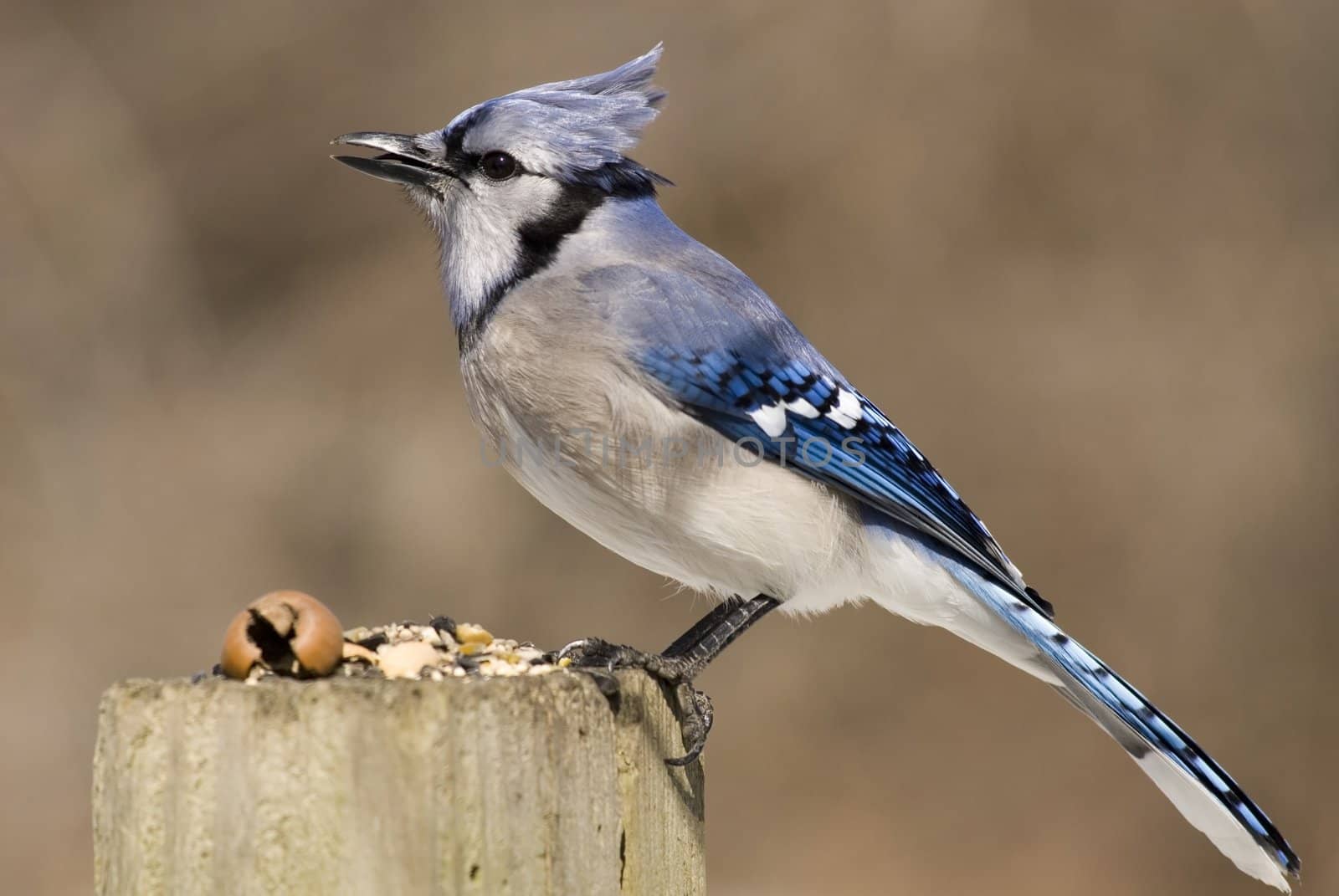 A Blue jay perched on a wooden post.