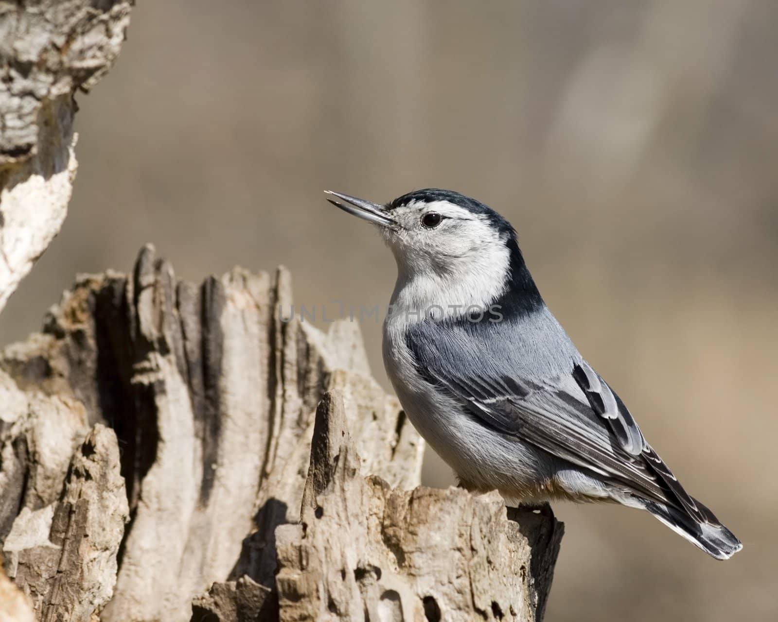 A White-breasted Nuthatch perched on a tree trunk.