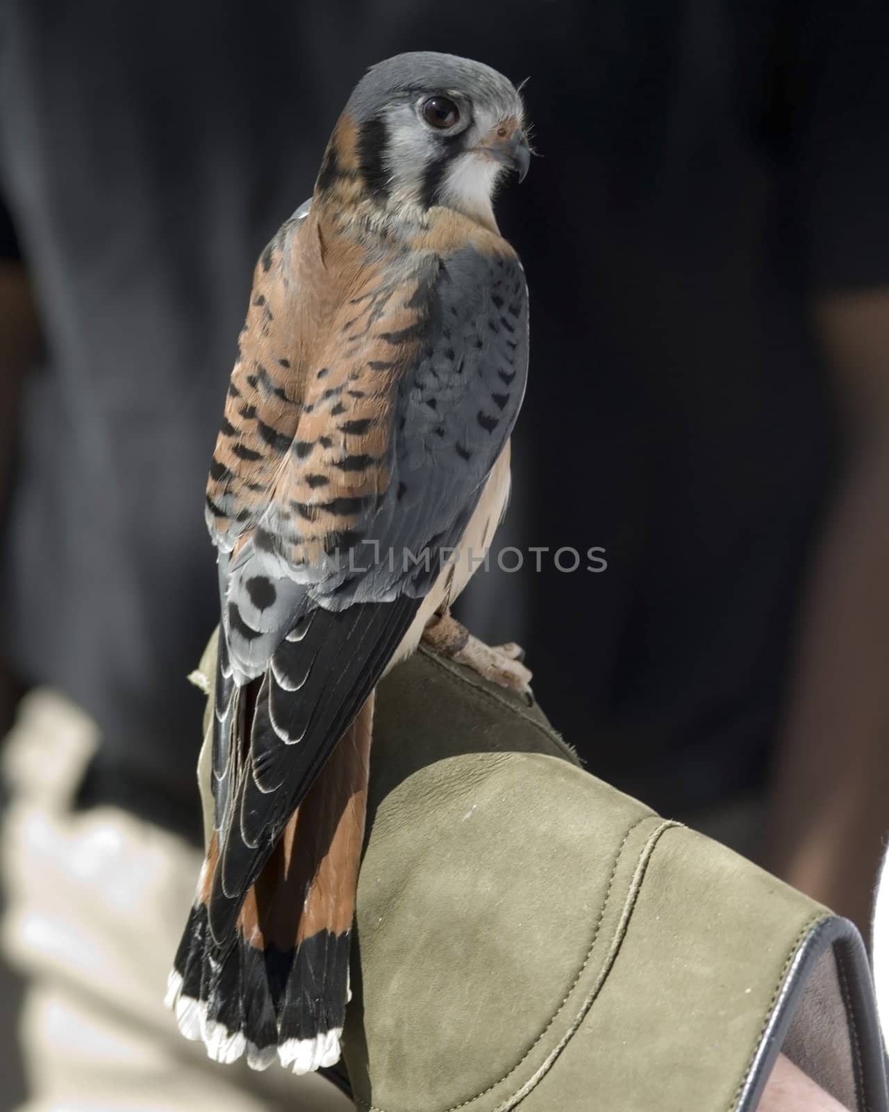 An American Kestrel perched on the gloved hand of a bird recovery worker.