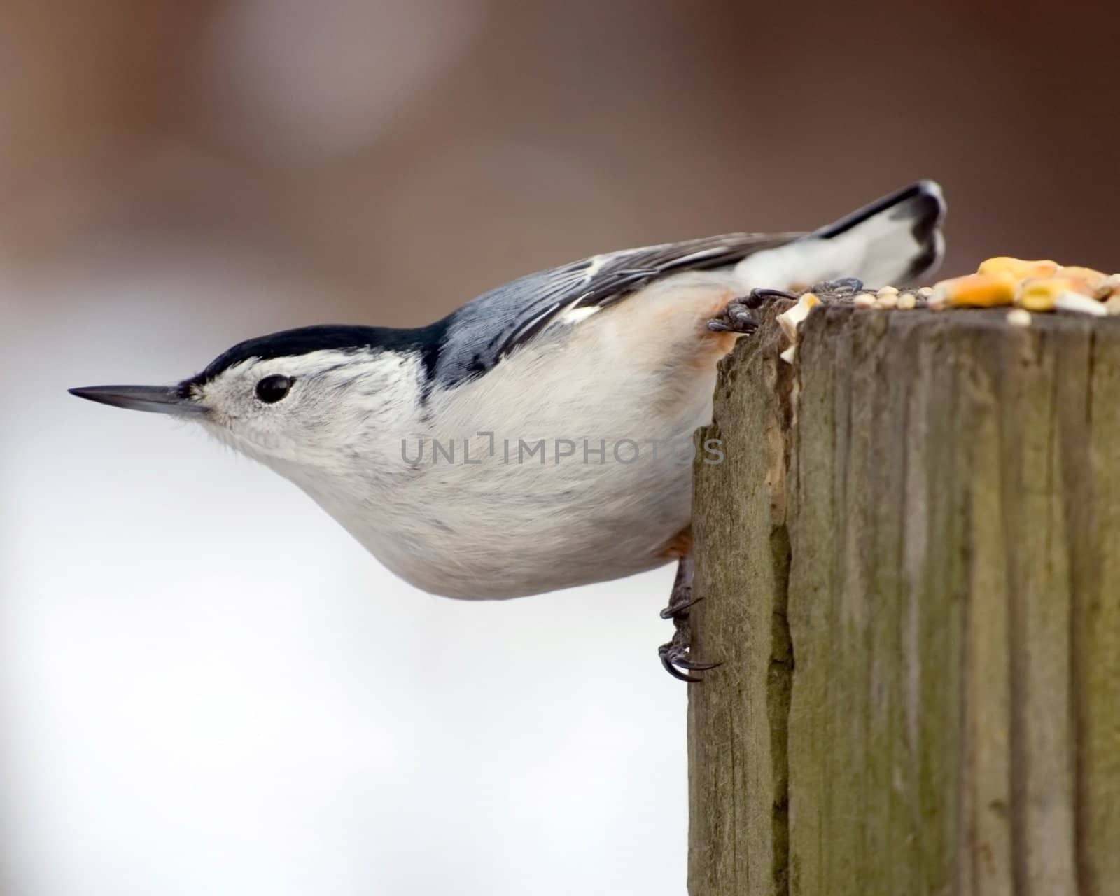 A white-breasted nuthatch perched on the side of a post.