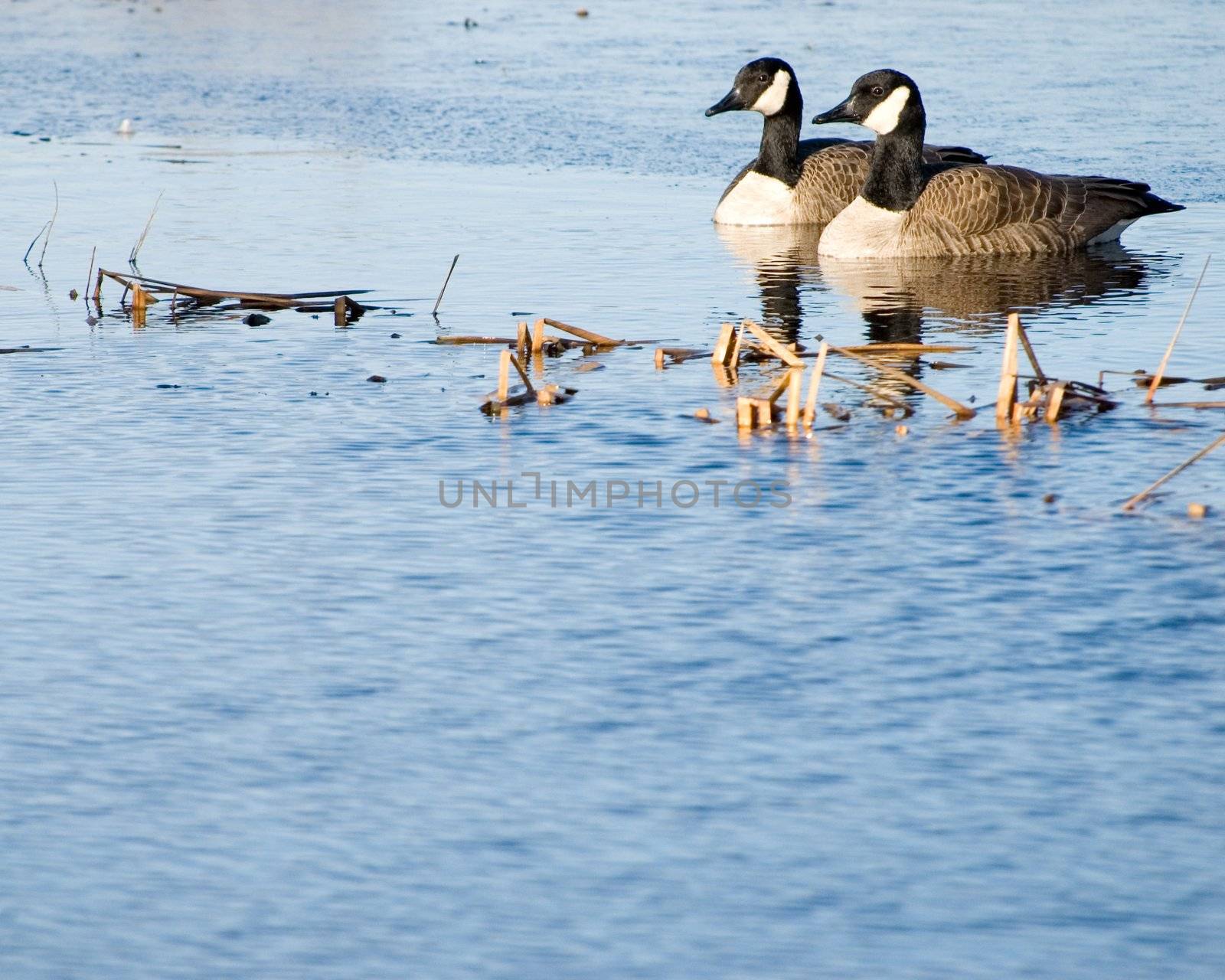 A pair of Canada geese swimming in a pond.