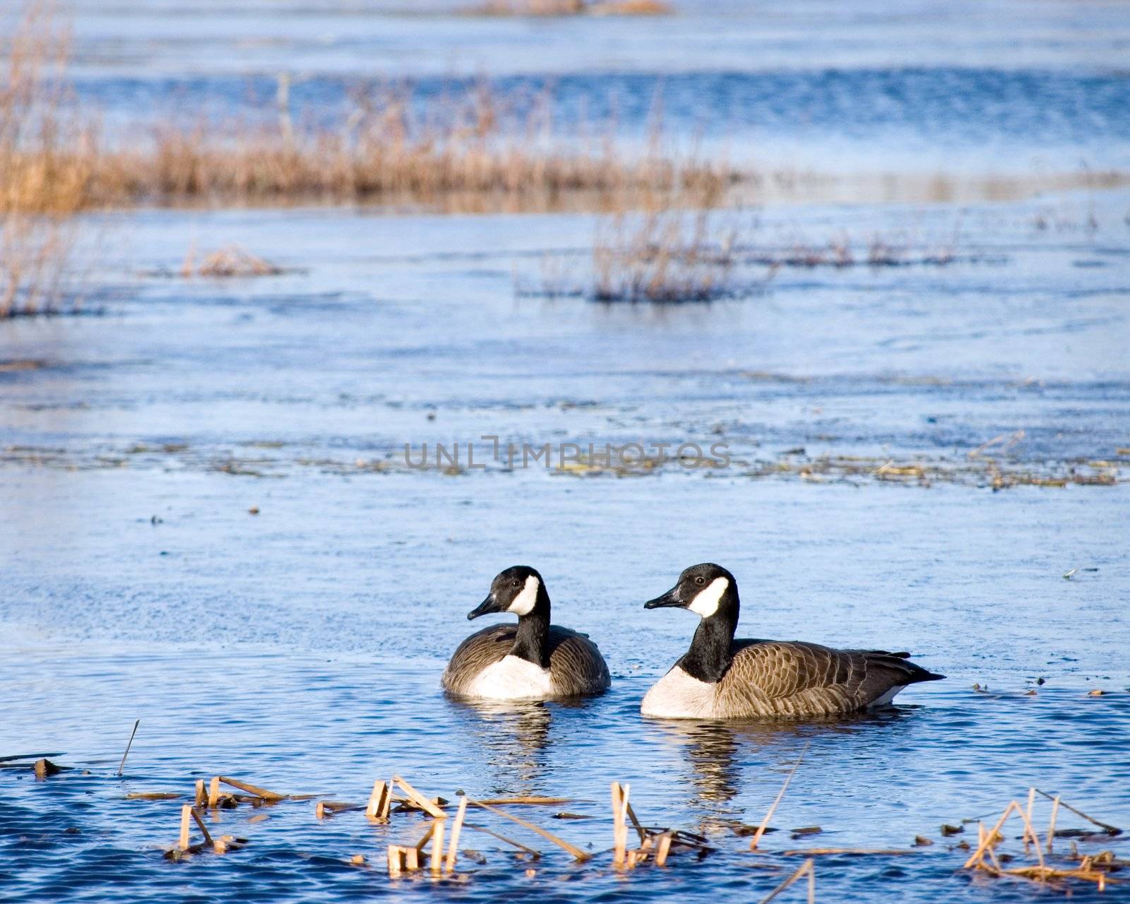 A pair of Canada geese swimming in a pond.
