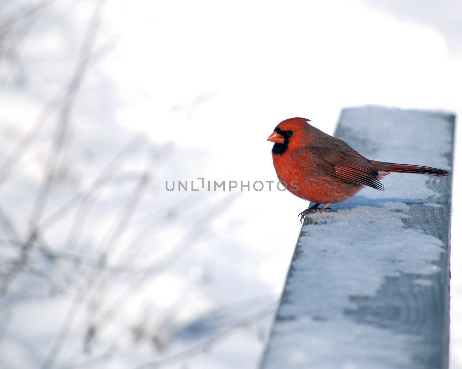 A male Northern Cardinal perched on a snow covered railing.
