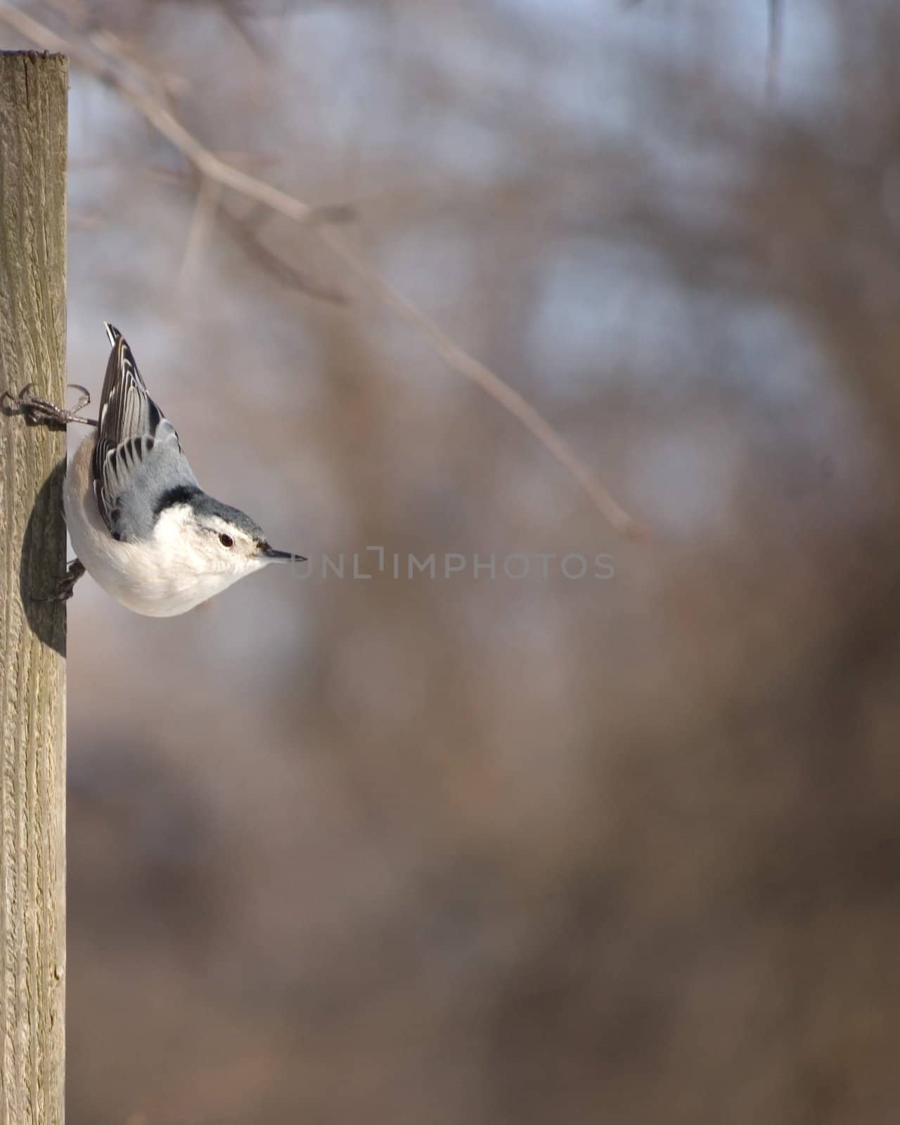 A white-breasted nuthatch perched on a post looking right.