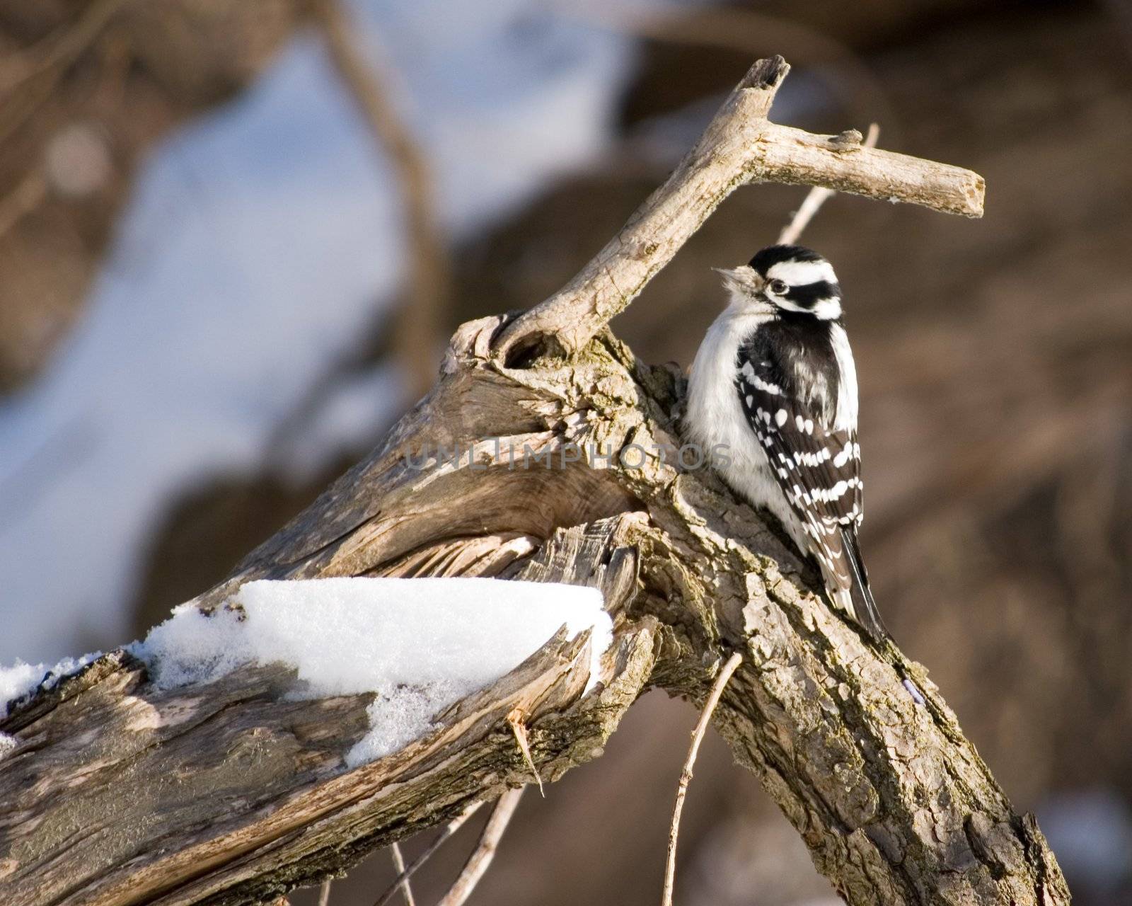 A downy woodpecker perched on a tree.