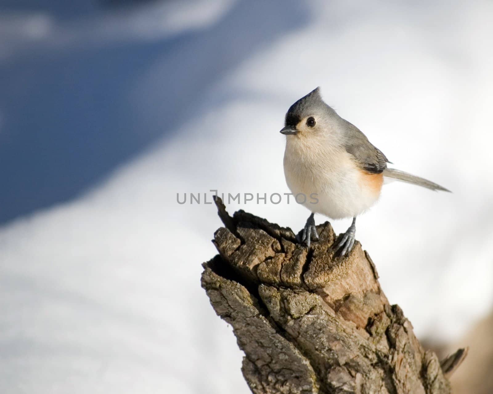 A tufted titmouse perched on a tree stump in the winter.
