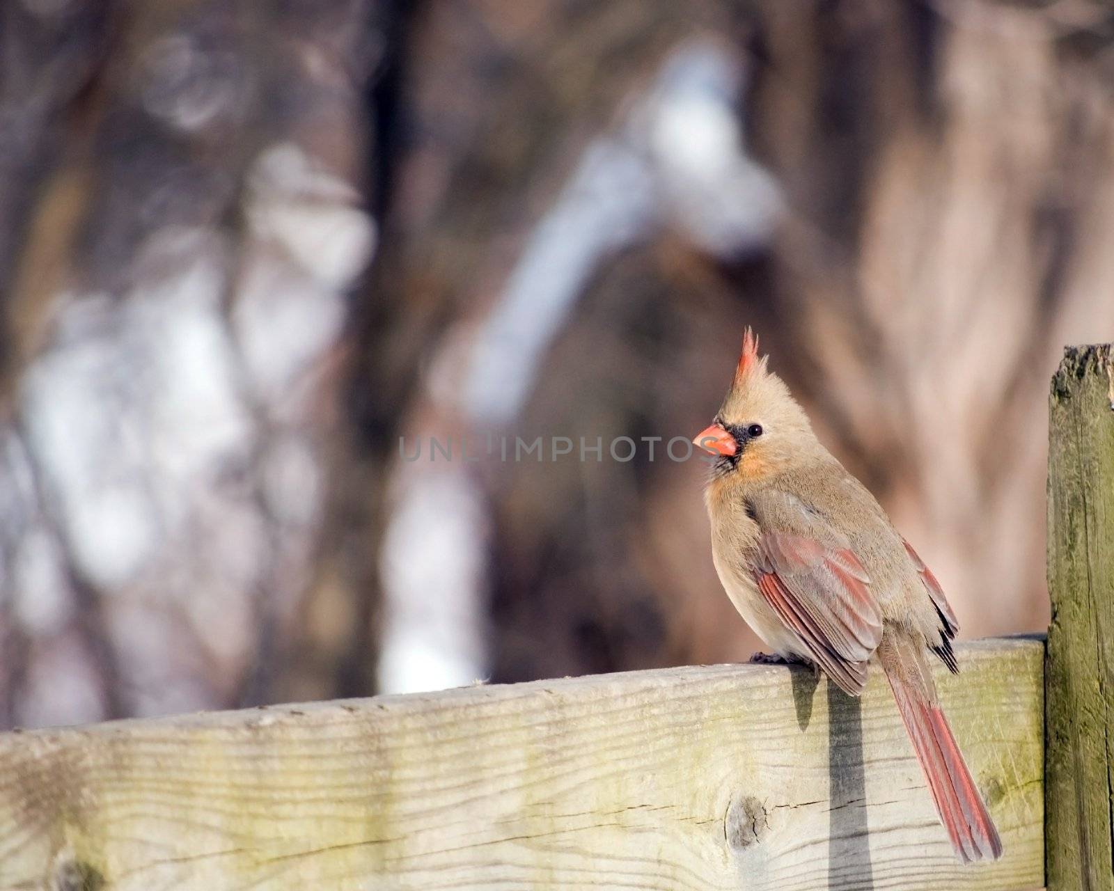 A female northern cardinal perched on a wooden fence.