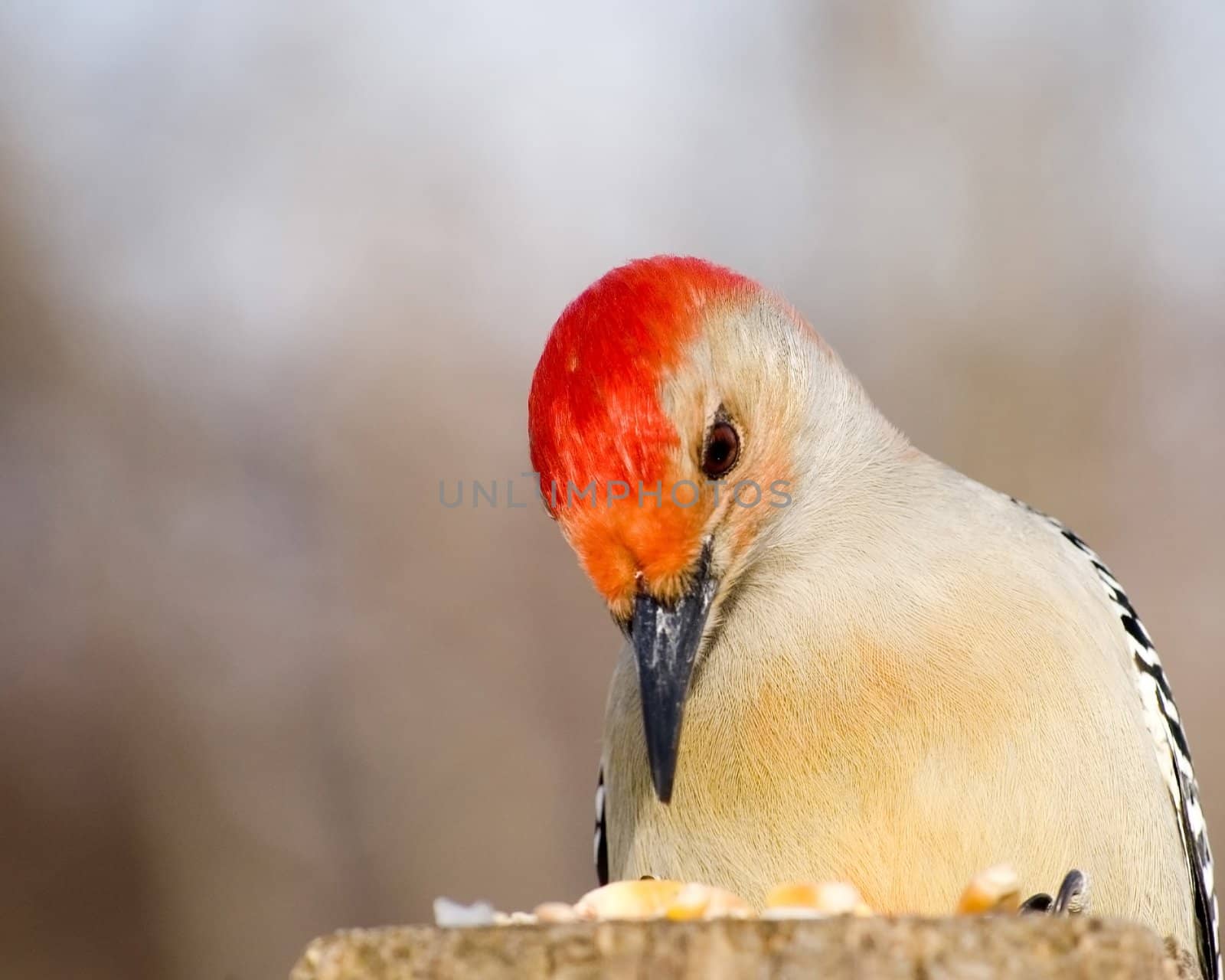A closeup of a red-bellied woodpecker looking at bird food.