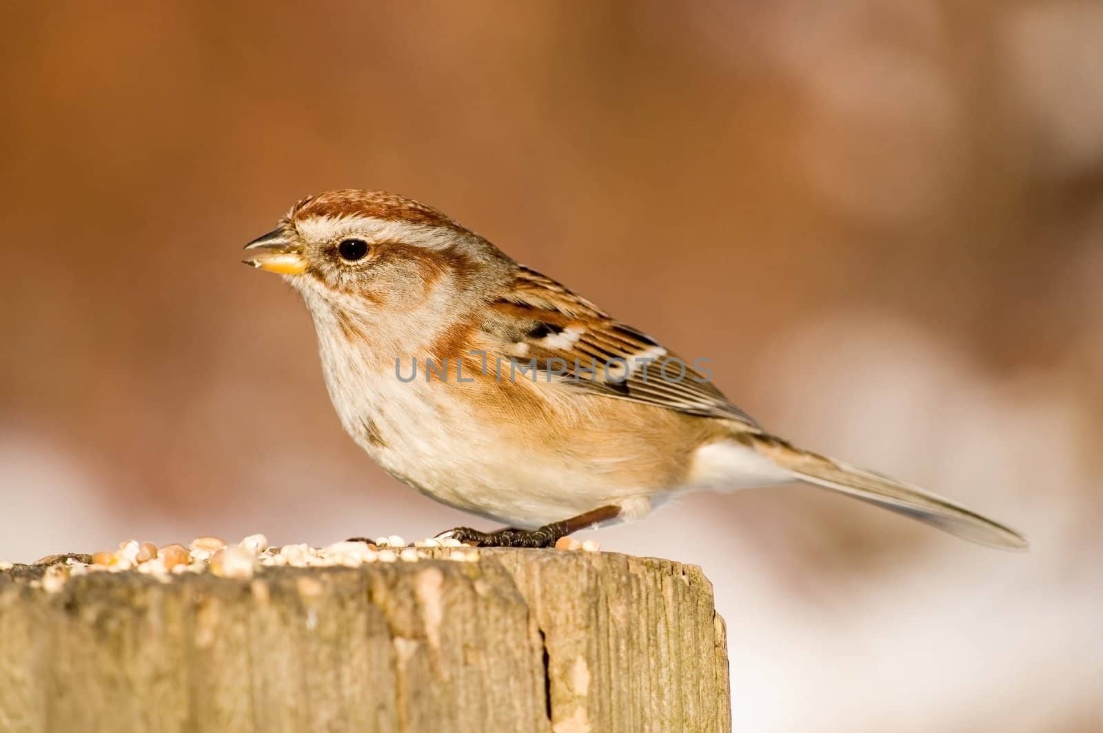 An American tree sparrow perched on a wooden post with bird seed.