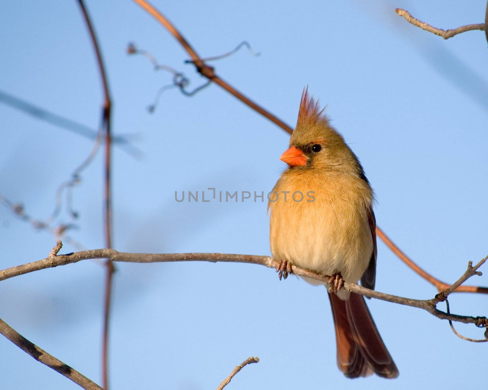 Female Northern Cardinal by brm1949