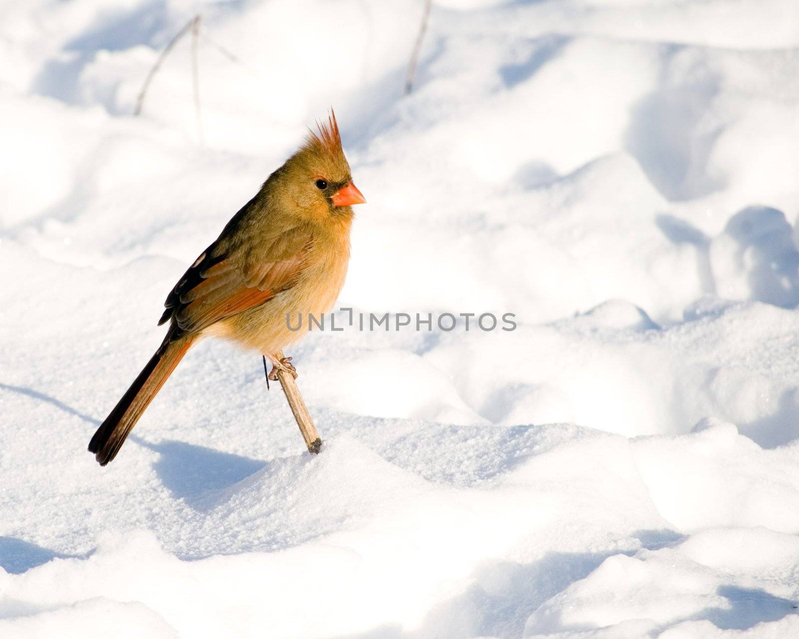 Female Northern Cardinal by brm1949