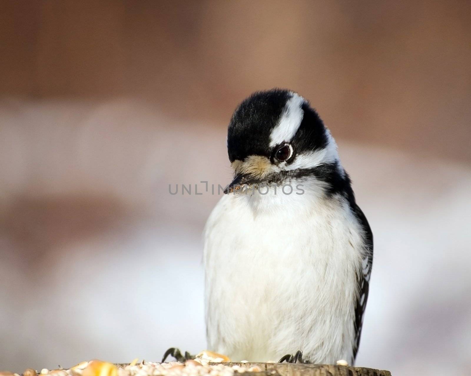A downy woodpecker perched on a post looking at bird seed.