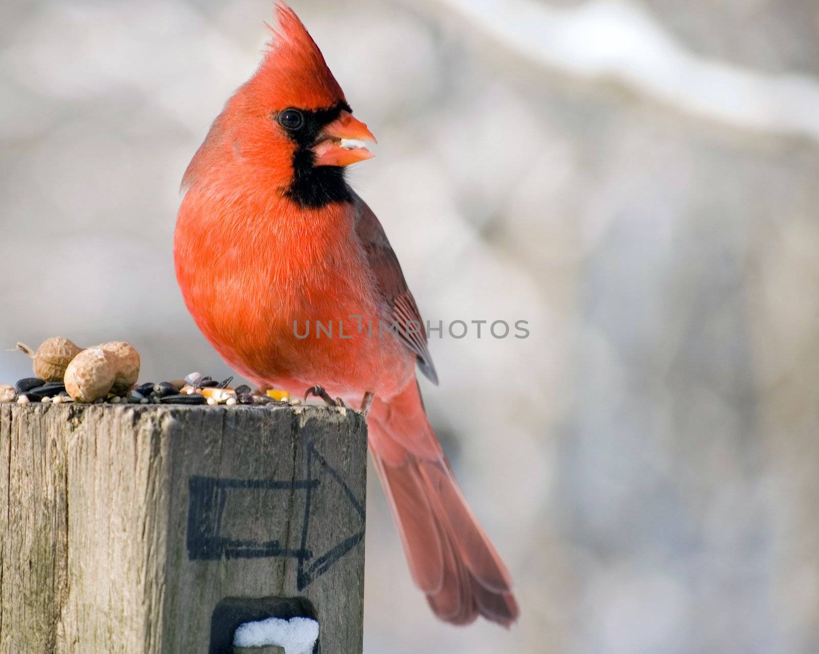 A male northern cardinal perched in a post with bird seed.