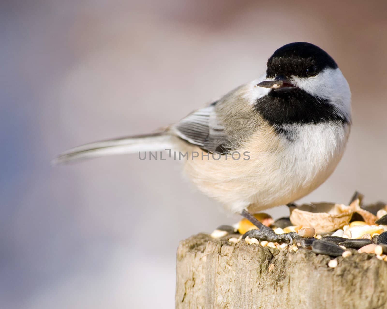 A black-capped chickadee perched on a post with bird seed.