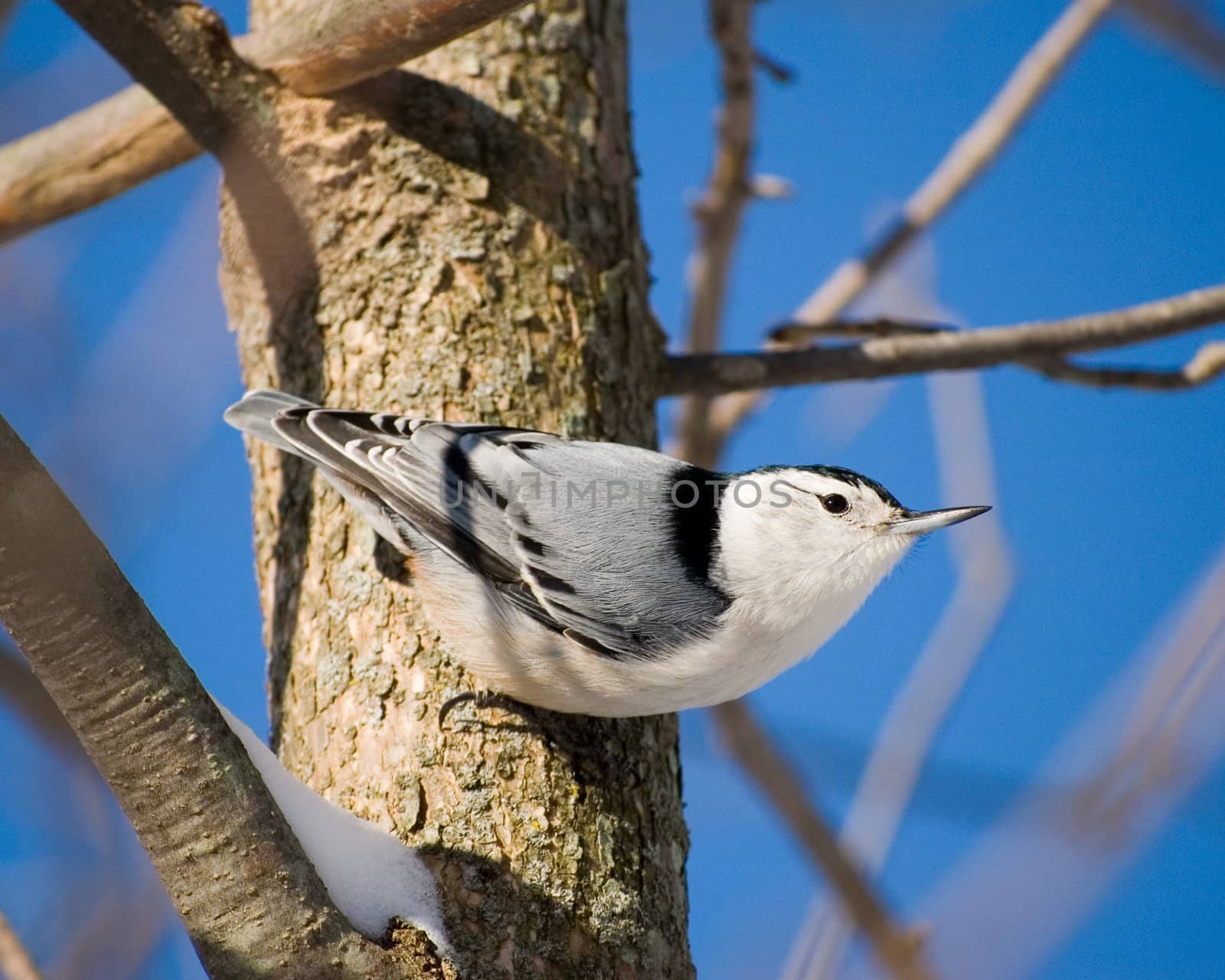 A white-breasted nuthatch perched on a tree trunk.