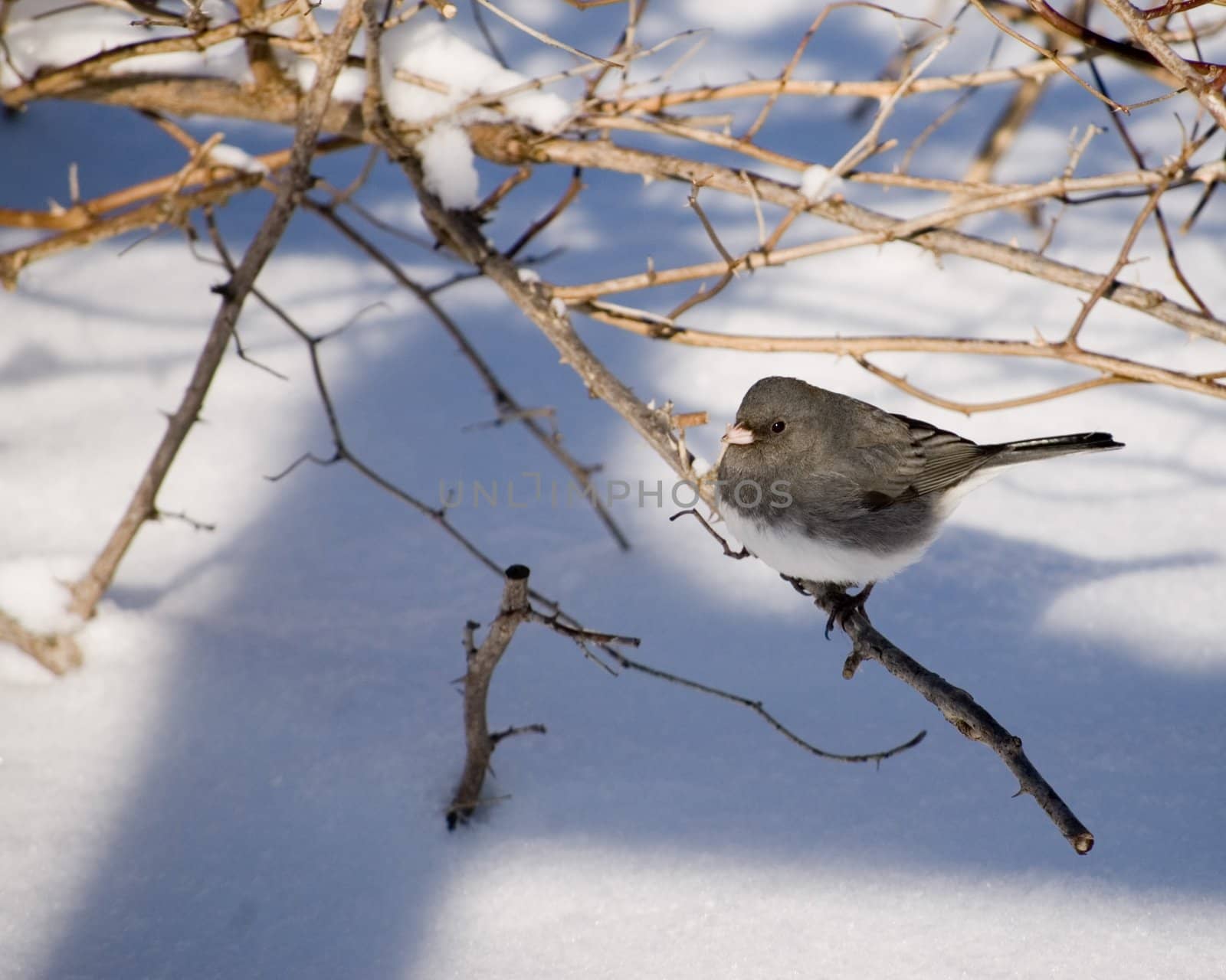 A slate-colored junco perched on twig in winter snow.