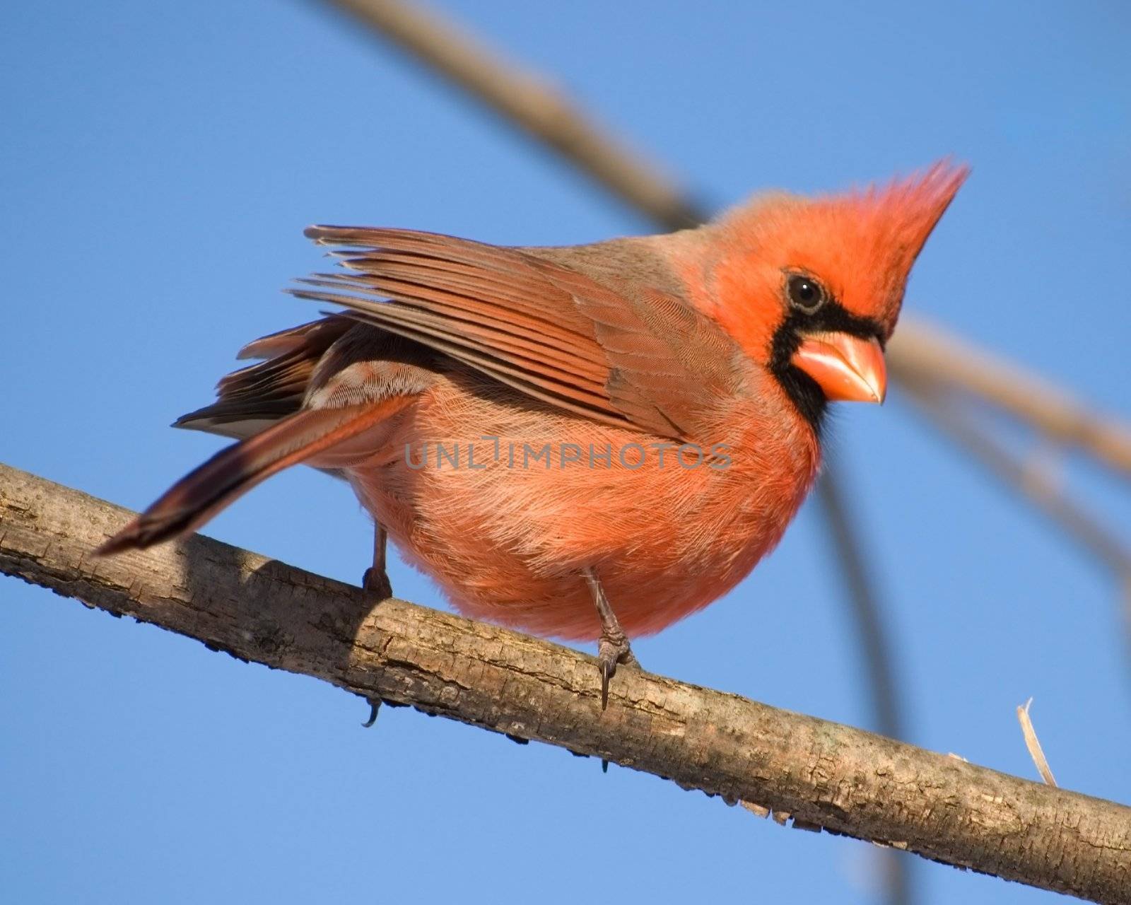 A Northern Cardinal perched on a tree branch.