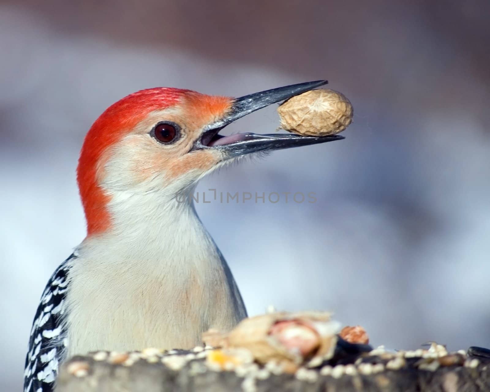 Red-bellied Woodpecker by brm1949