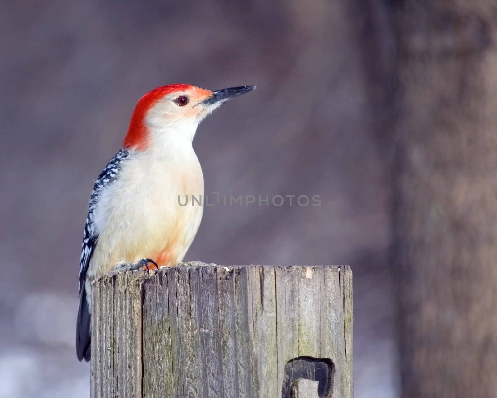 A red-bellied woodpecker perched on a post.