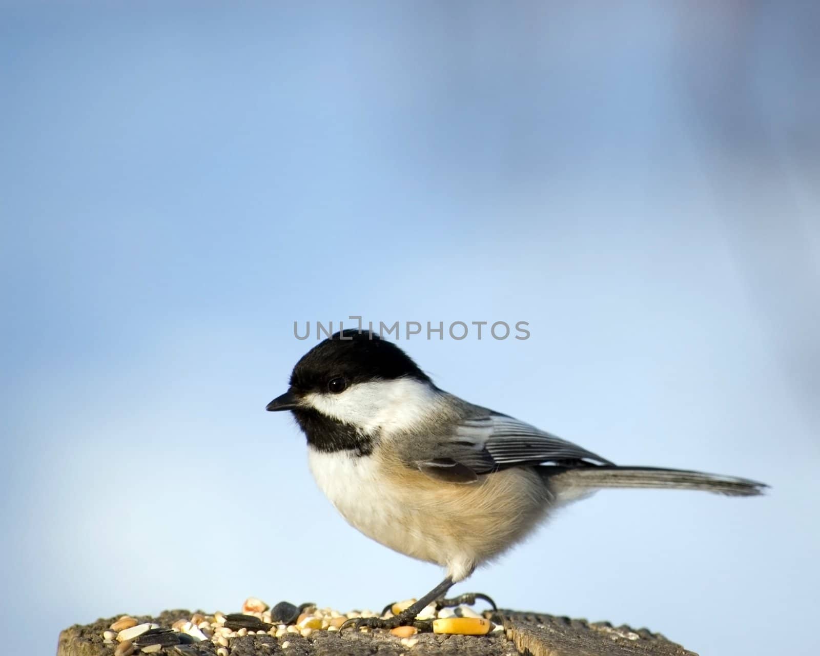 A black-capped chickadee perched on a wooden post.