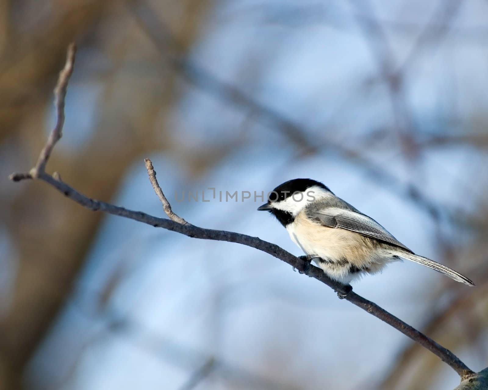 A black-capped chickadee perched on a tree branch.