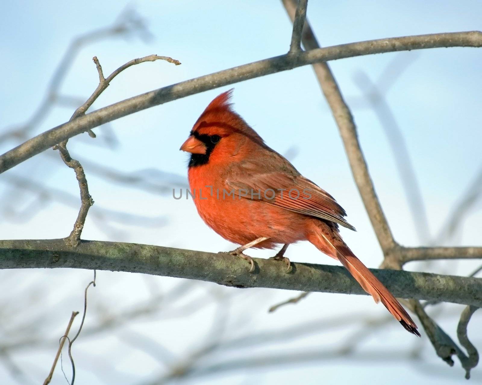 A Northern Cardinal perched on a tree branch.