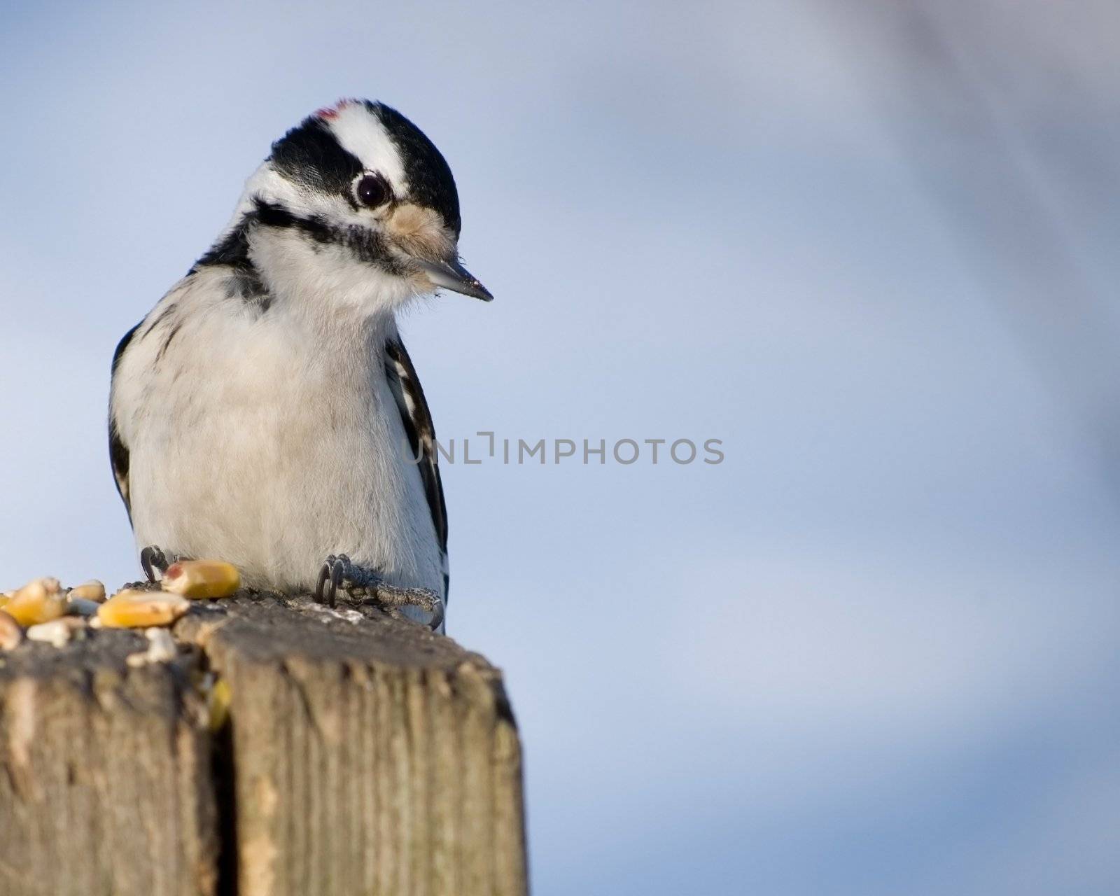 A male downy woodpecker perched on a wooden post.