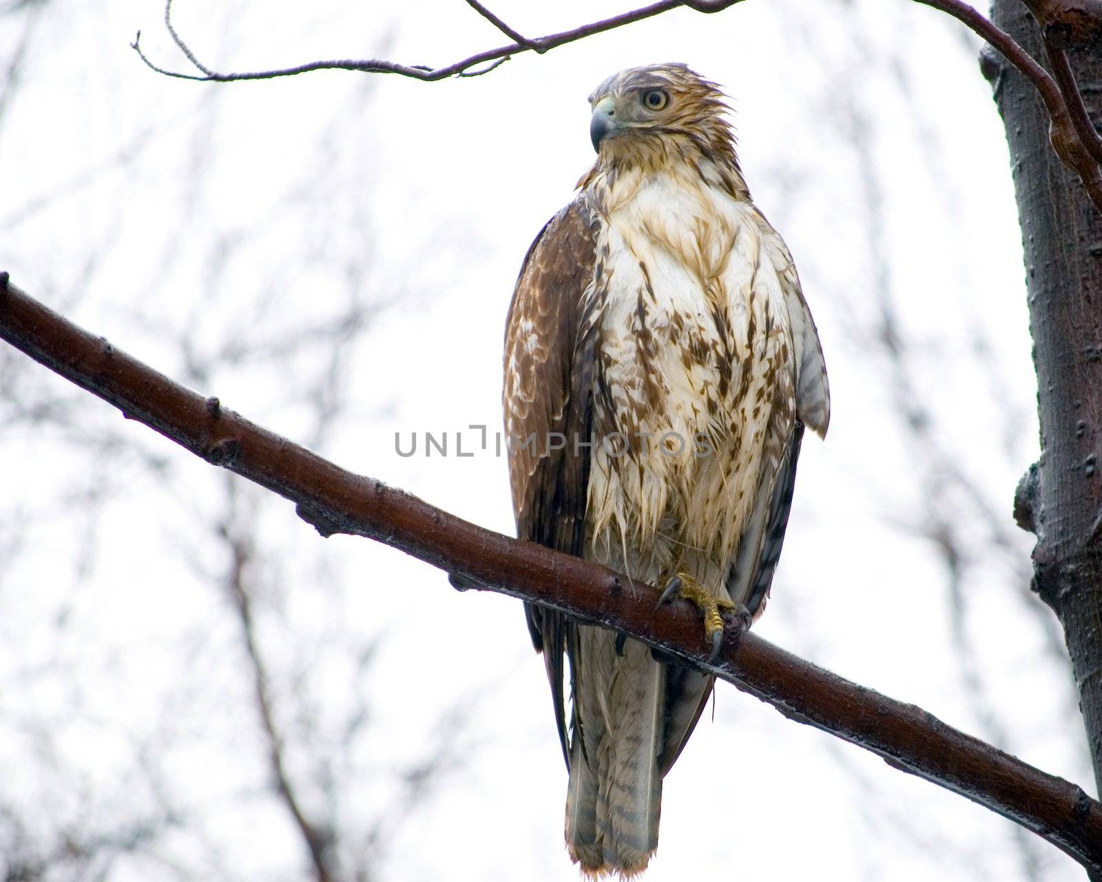 A red-tailed hawk perched on a tree branch in the rain getting soaked.