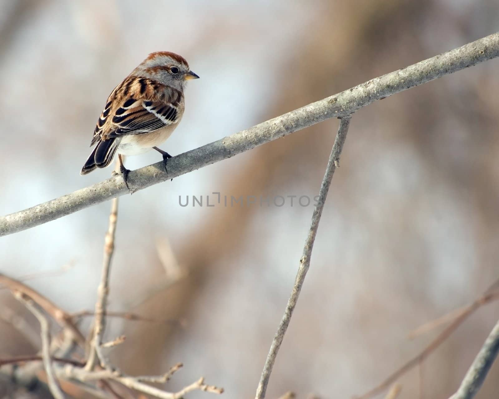 American Tree Sparrow On Branch by brm1949