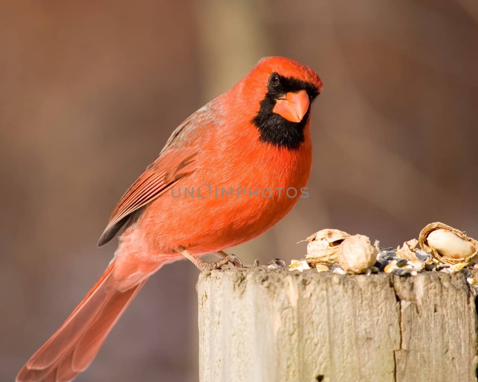 A male cardinal perched on a wooden post with bird seed.