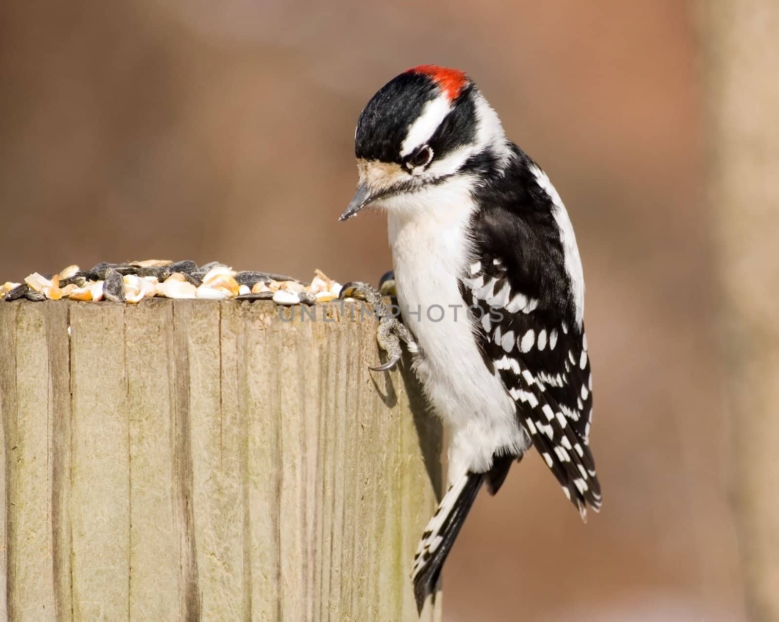 A male downy woodpecker perched on a wooden post with bird seed.