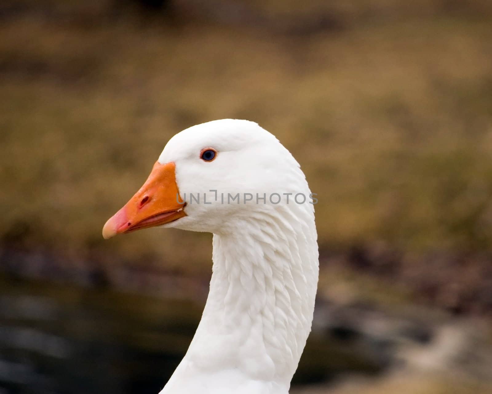 A closeup head shot of a domestic goose.