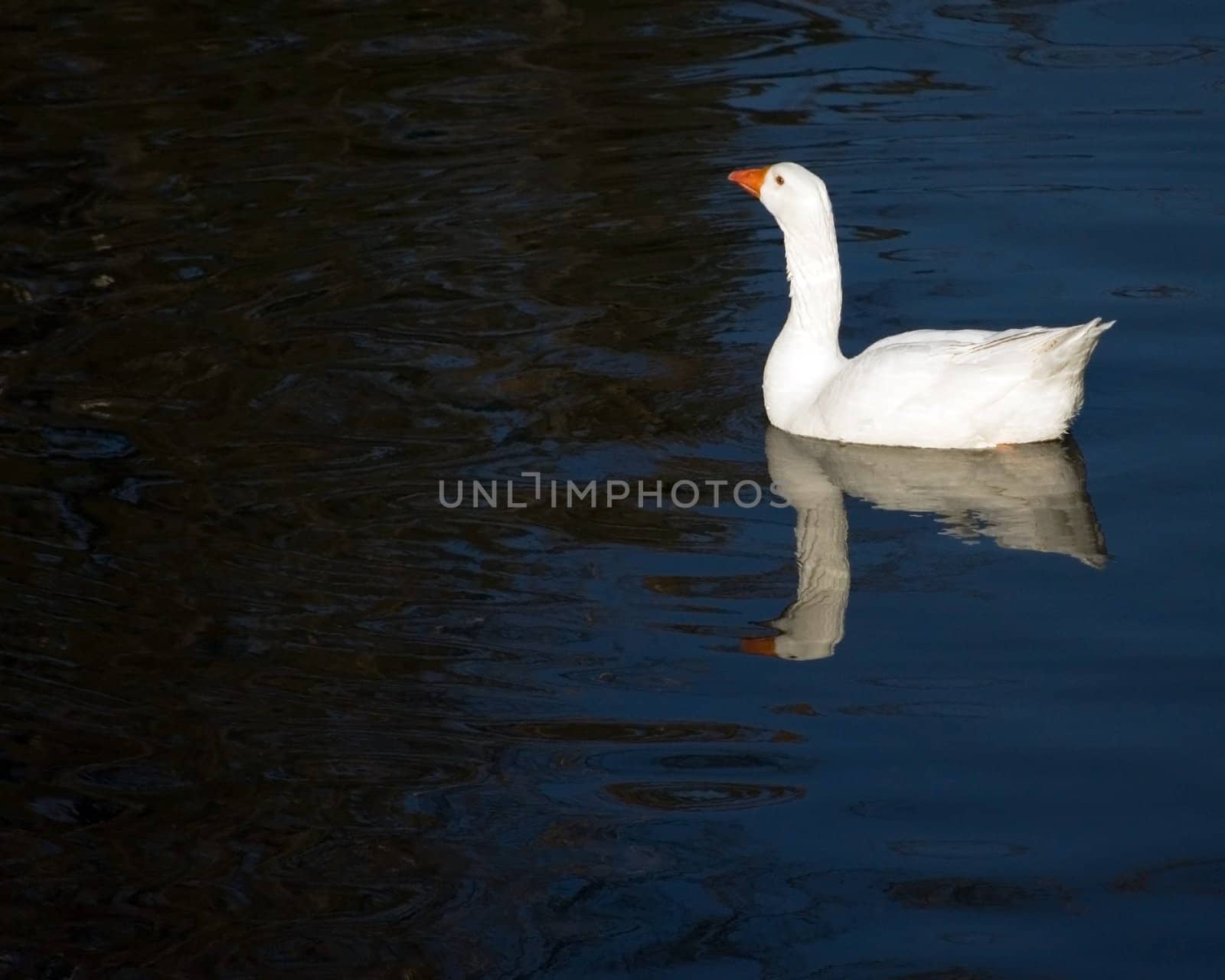 A domestic goose swimming in a pond.