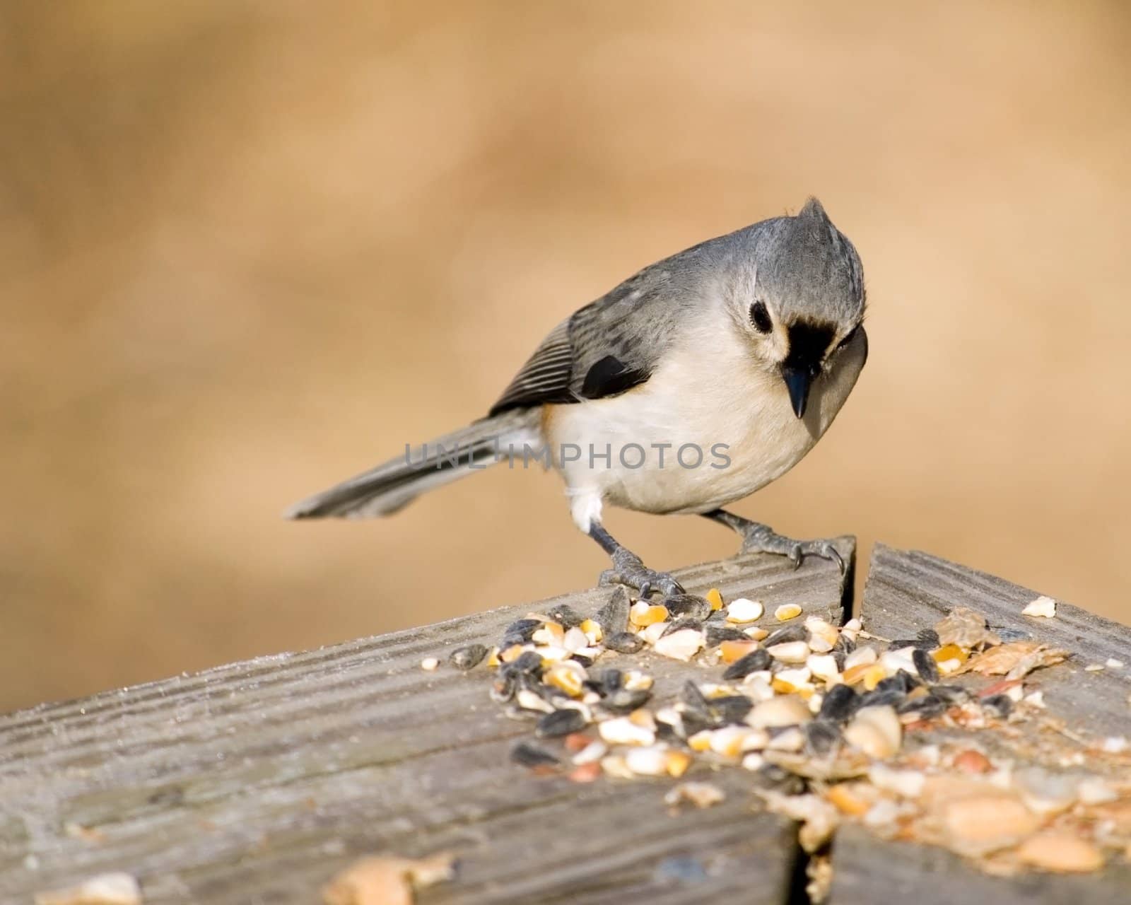 A tufted titmouse looking down on bird seed.