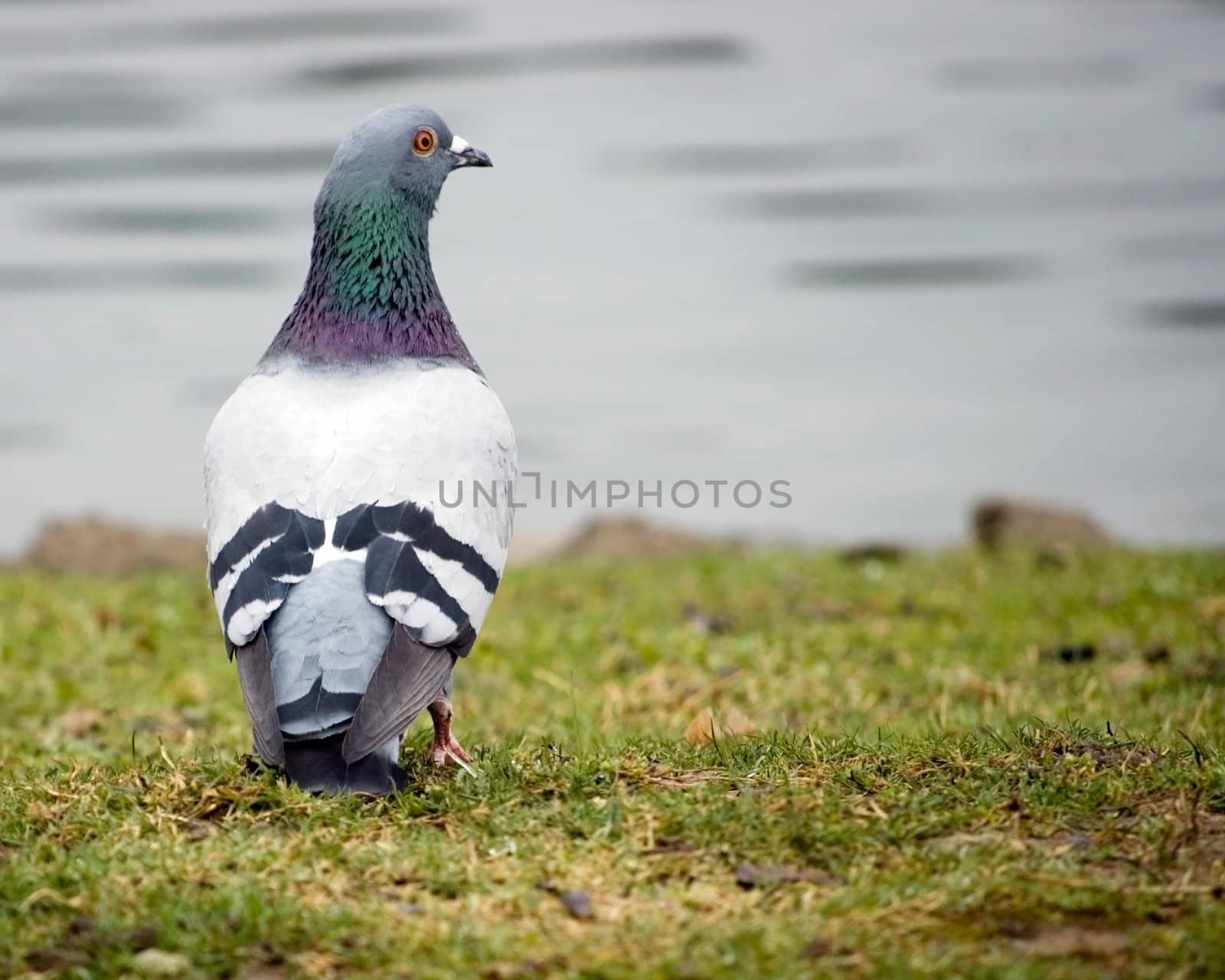 A rock dove standing in the grass next to a pond.