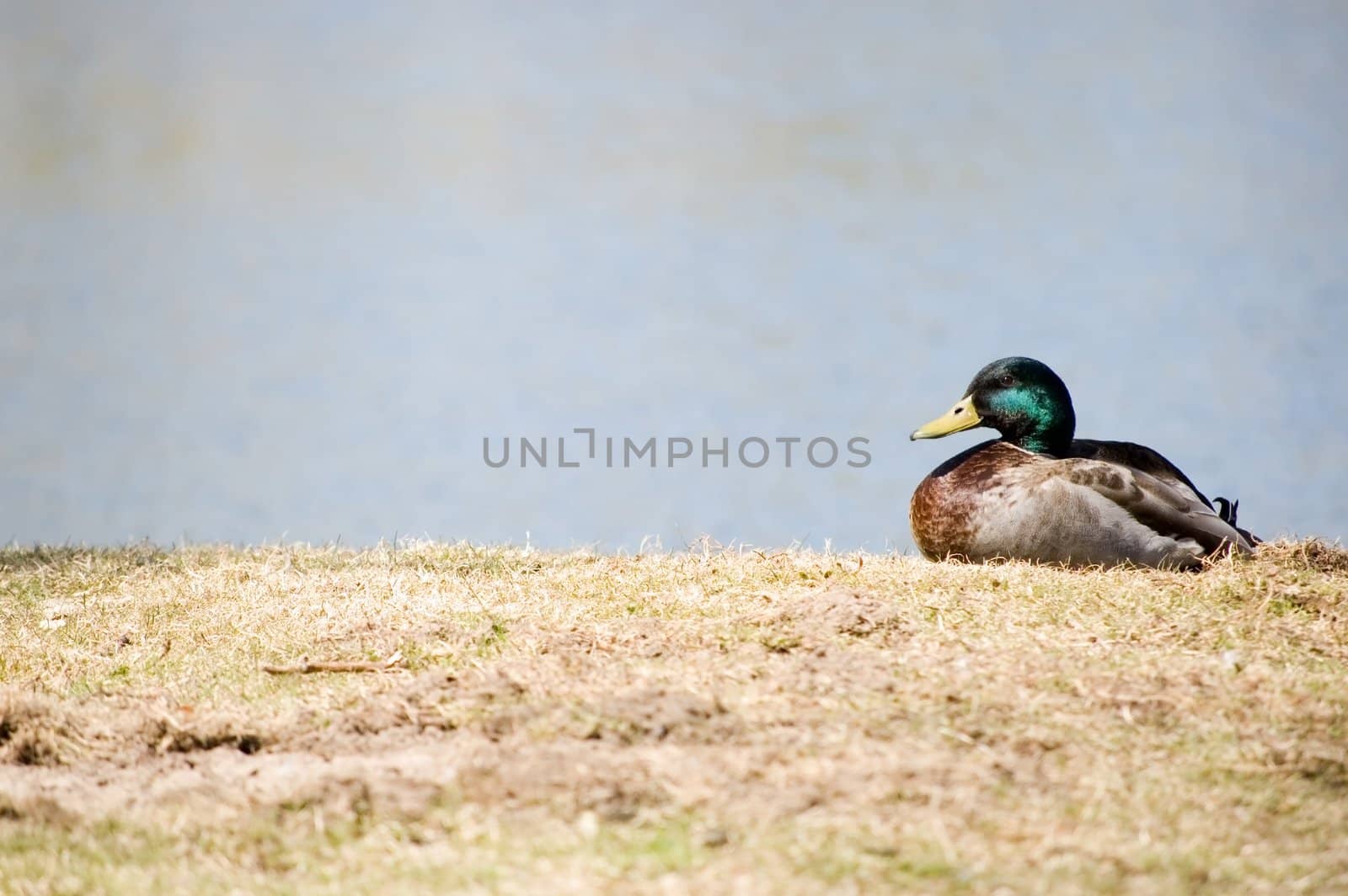 A male mallard duck sitting in the grass next to a pond.
