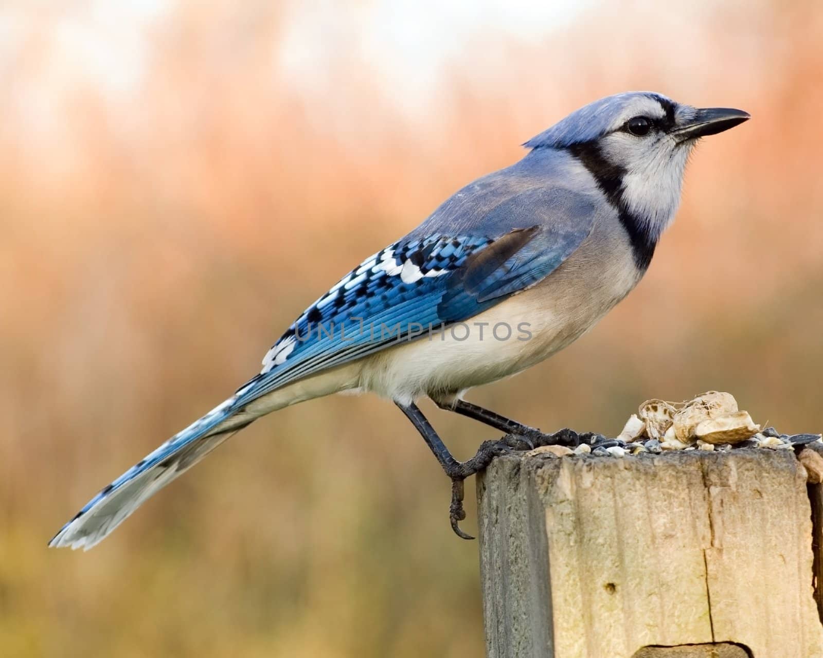 A blue jay perched on a wooden post.