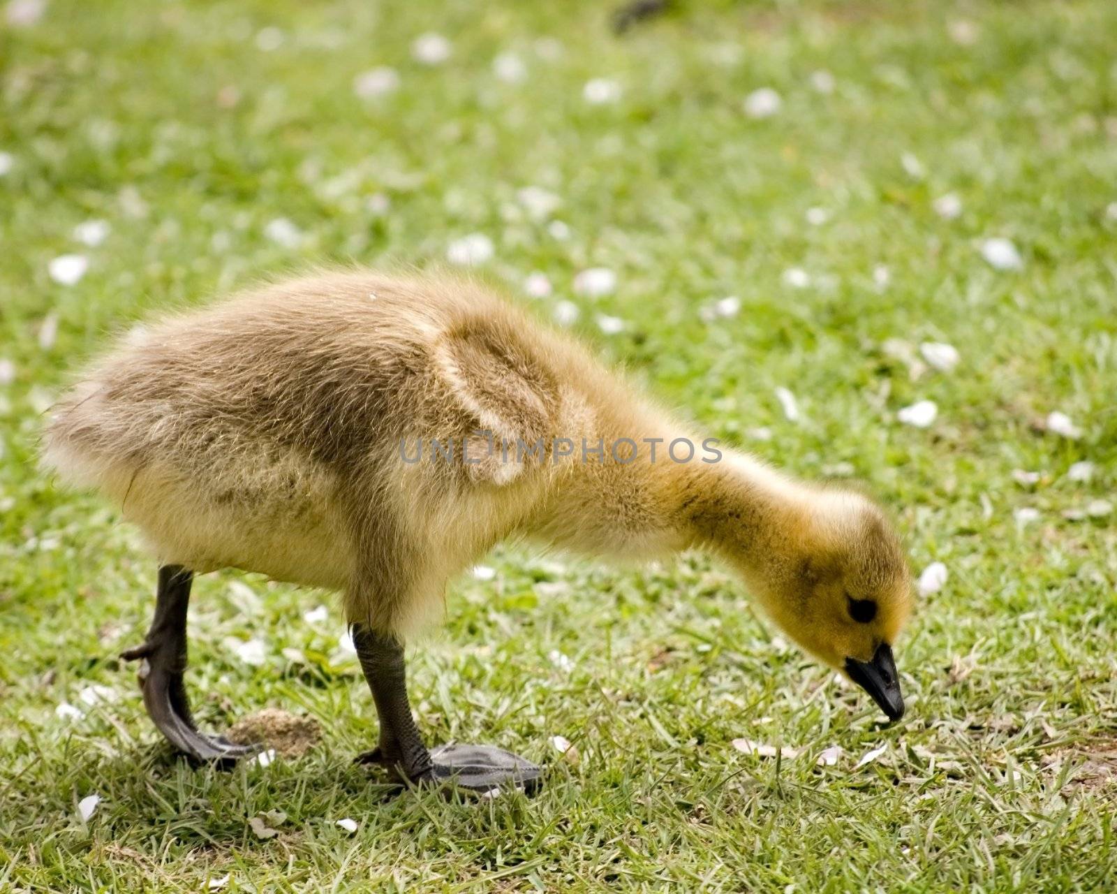 A new born Canada gosse gosling lokking for food on the grass.