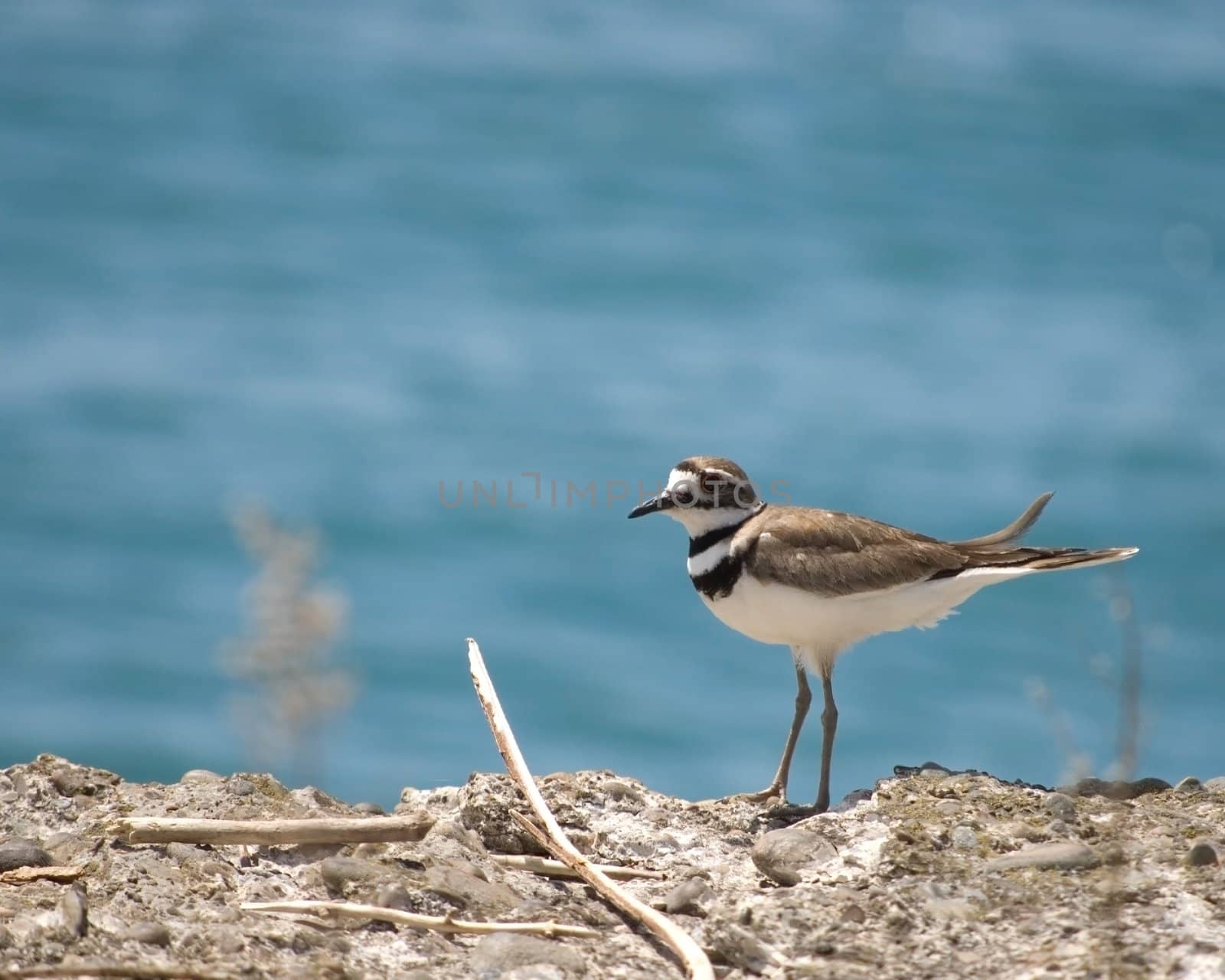 A killdeer perched at the edge of a lake.