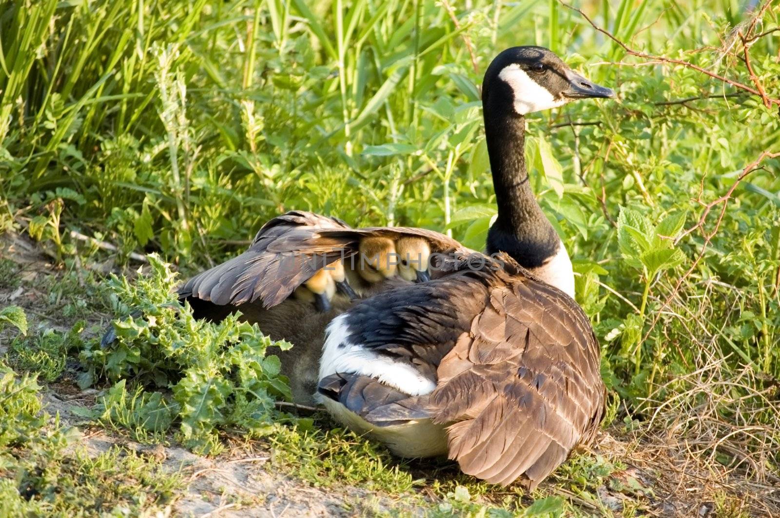 Four Canada goose goslings under the wing of their mother.