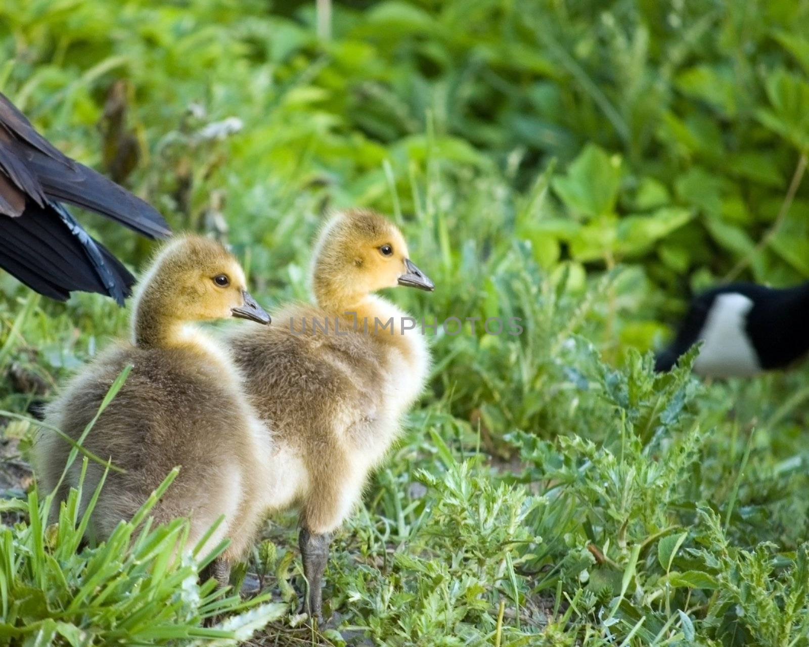 Two Canada goose goslings standing in the grass.