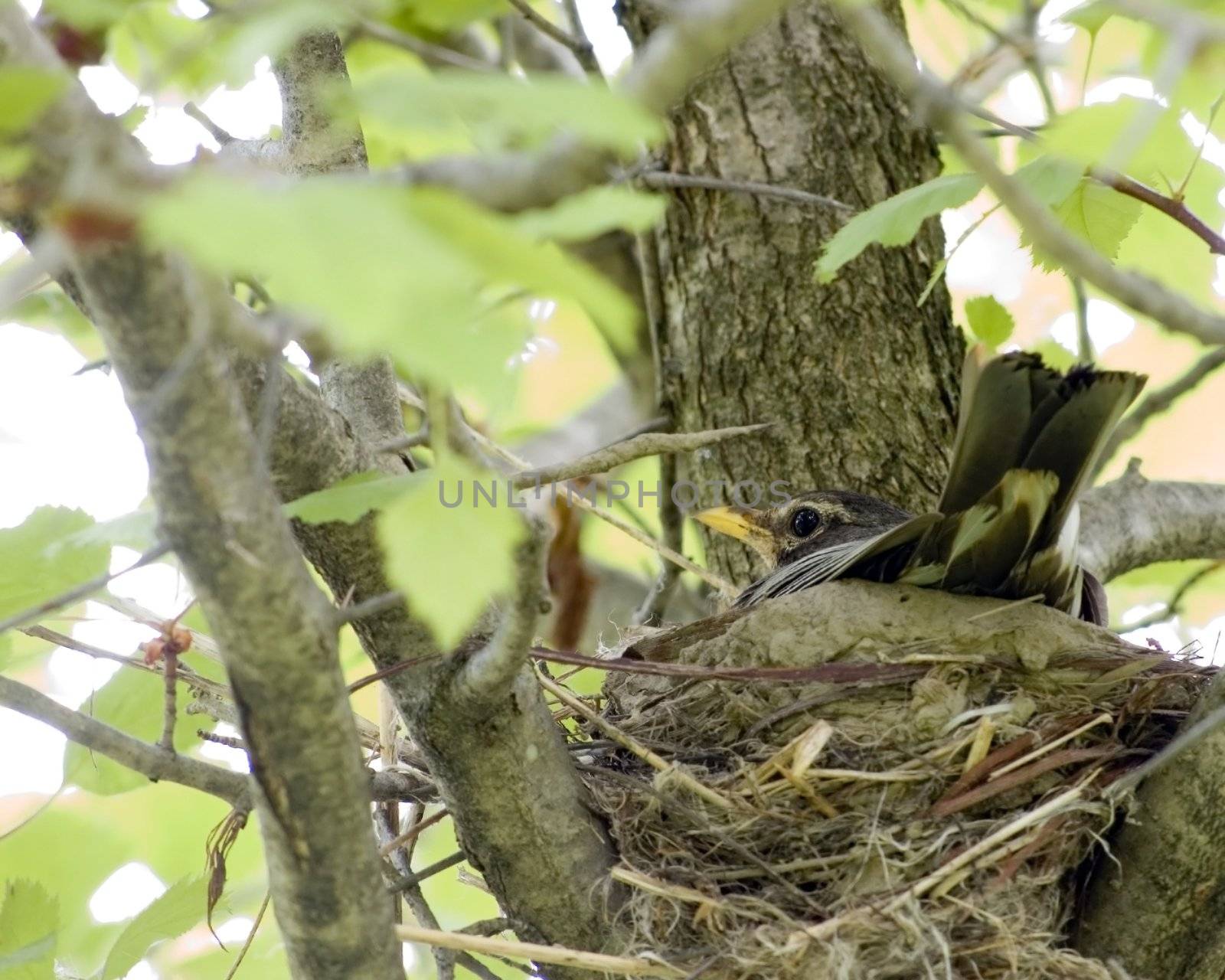 An American robin incubating eggs on the nest.