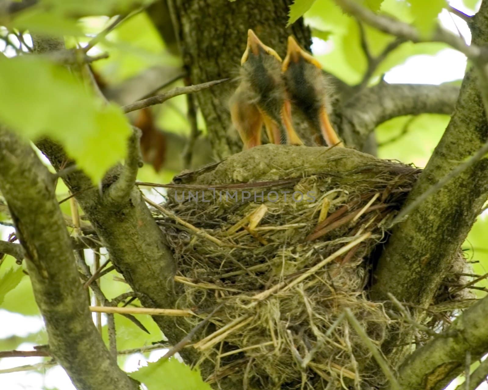 A robin nest with young chicks looking for food from their parents.