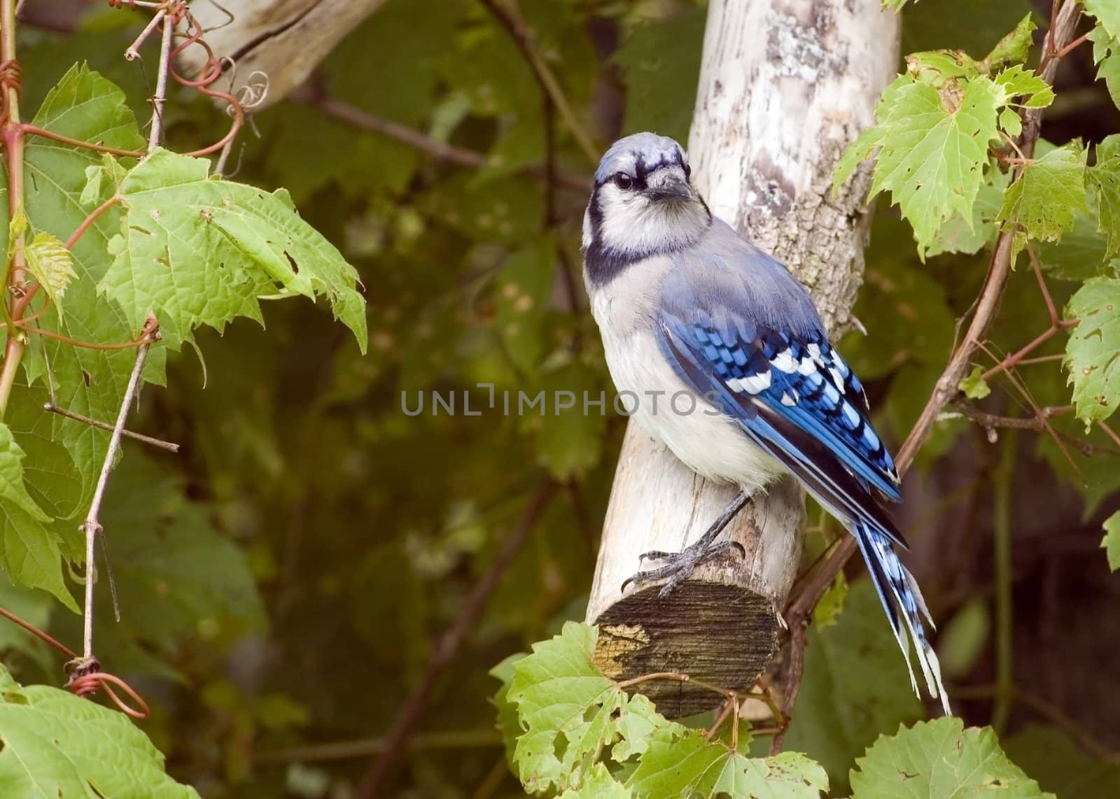 Blue jay by brm1949