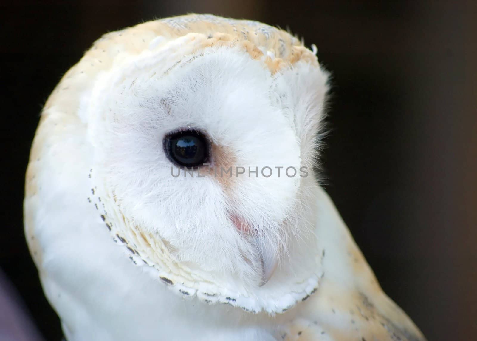 Close-up head shot of an European barn owl.