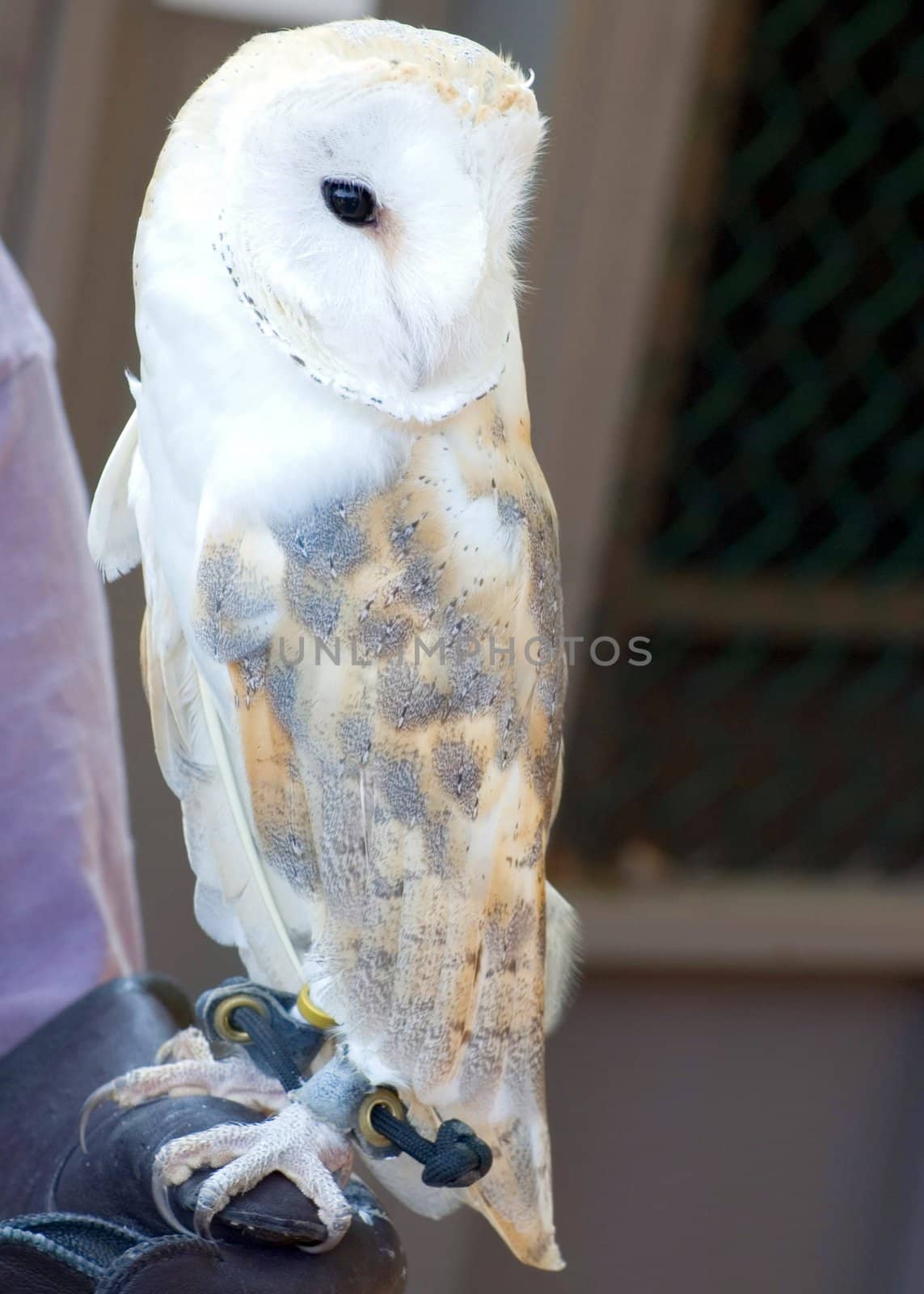 A captive European barn owl tethered and perched on an arm.