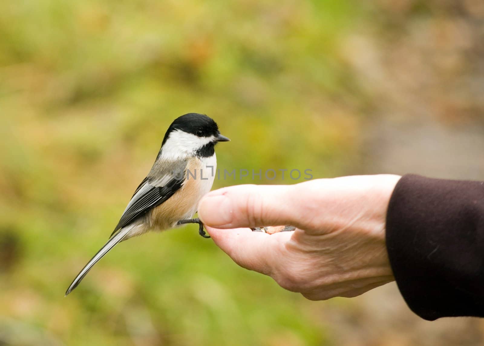 A Chickadee perched on a woman's hand eating bird seed.