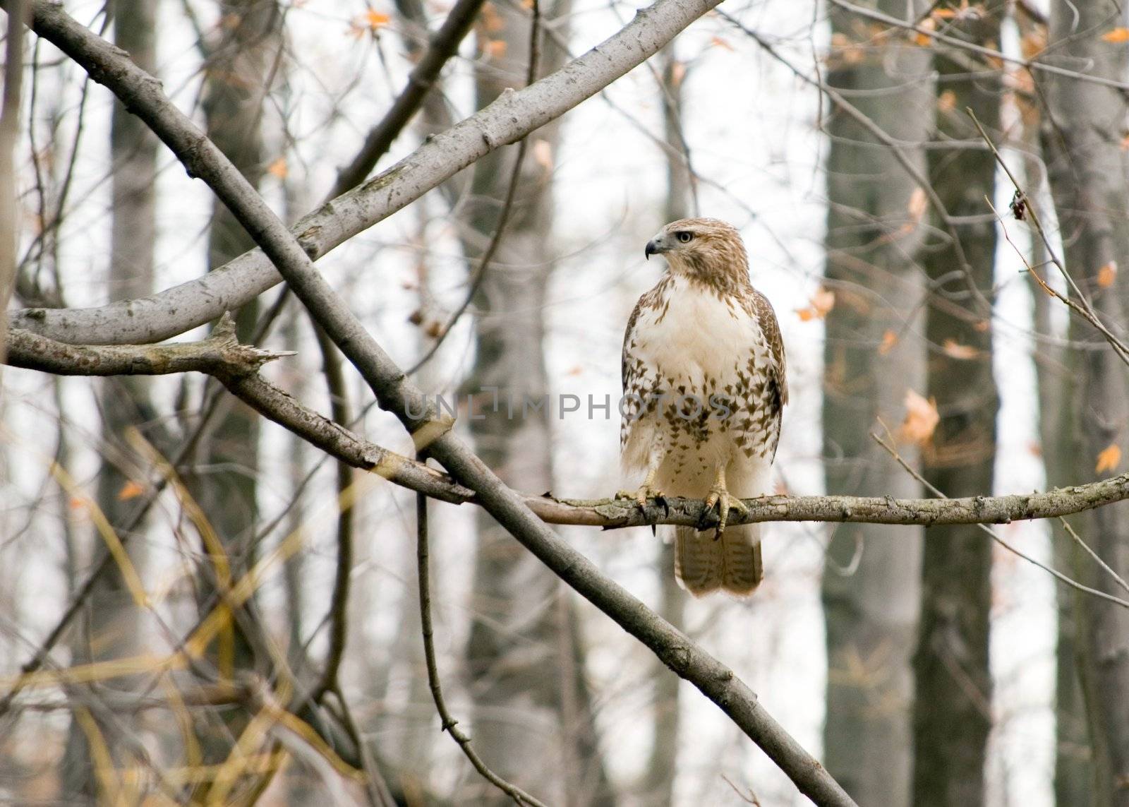 A Red-tailed hawk perched in a tree.